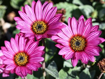 Close-up of pink flower