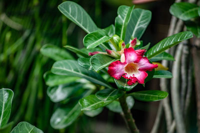 Close-up of red flowering plant