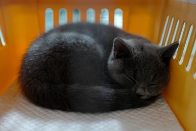 Close-up of cat sleeping