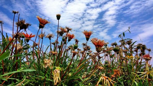 Low angle view of plants growing on field against cloudy sky