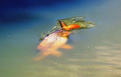 Bird in water