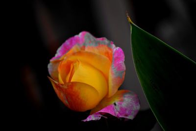 Close-up of pink rose flower