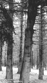 Trees in forest