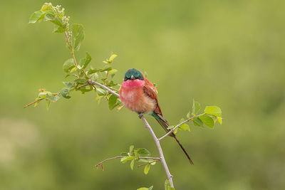 Bird perching on plant