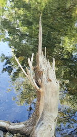 Reflection of trees in water