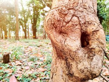 Close-up of tree trunk in forest