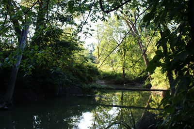 Scenic view of forest