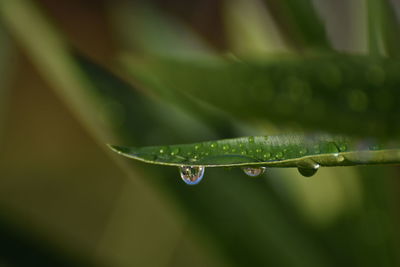 drop