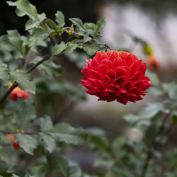 Close-up of red flowering plant