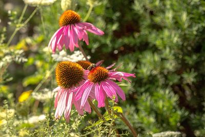 Close-up of purple coneflower blooming outdoors