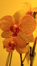 Close-up of flower against blurred background