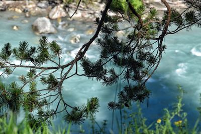 Close-up of plant against lake