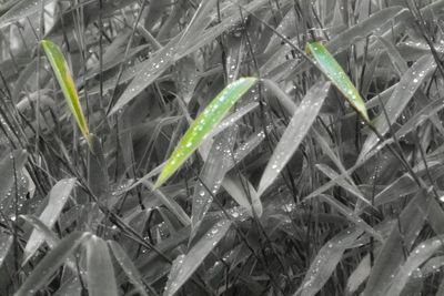 Full frame shot of grass