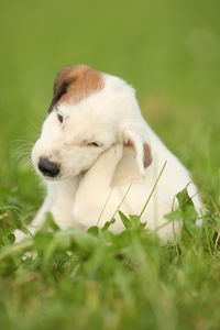 Close-up of dog on grass