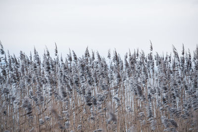 Close-up of plant against sky