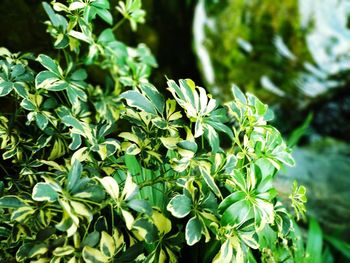High angle view of plants growing on field