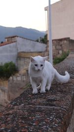 Portrait of white cat on wall