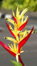 Close-up of red flower