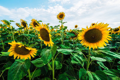 Close-up of yellow flowering plants against sky