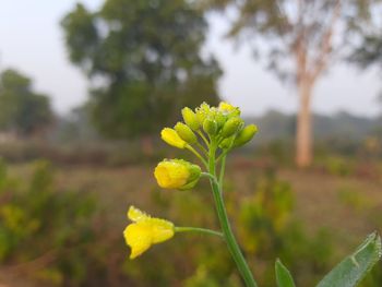 Close-up of yellow flowering plant on field