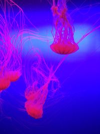 Close-up of jellyfish against blue background