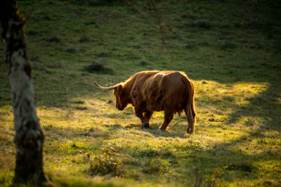 Horses in a field