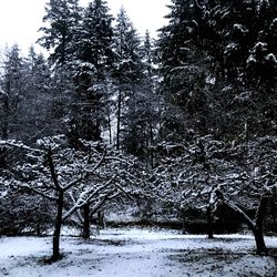 Trees in forest during winter