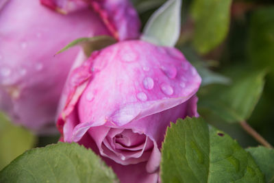 Close-up of pink flower blooming outdoors