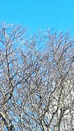 Low angle view of bare tree against clear blue sky