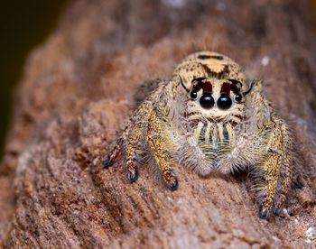 Close-up of spider