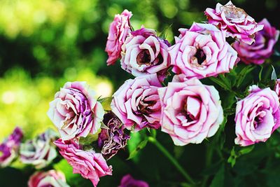 Close-up of pink roses