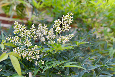Close-up of flowering plant