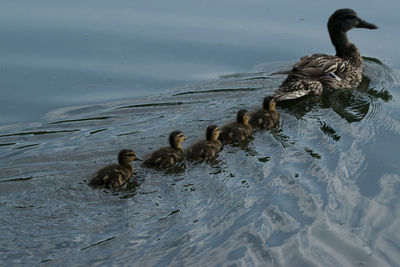 Ducks swimming in lake