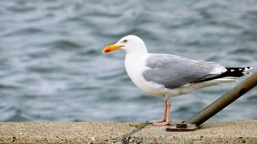 Close-up of seagull perching on rock by sea