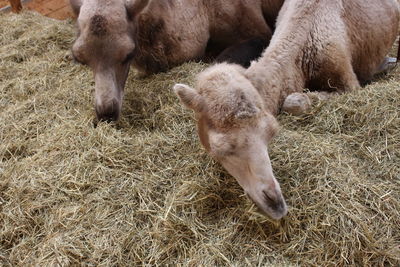 High angle view of sheep on field