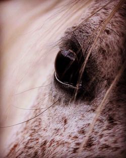 Close-up of horse