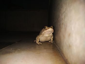 Close-up of lizard on floor against wall at night