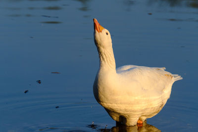 Swan on water