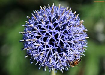 Close-up of purple flower