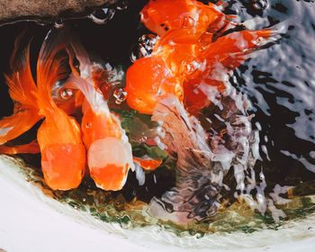 Close-up of koi carps swimming in water