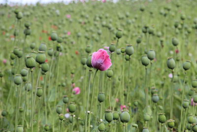 Close-up of pink poppy flower on field