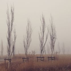 Bare trees on sand against clear sky