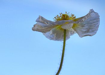 Low angle view of flower against clear blue sky