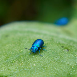 Close-up of fly on leaf