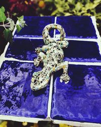 High angle view of insect on blue flower