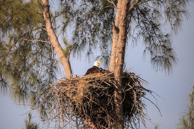 Low angle view of bird perching on tree against sky