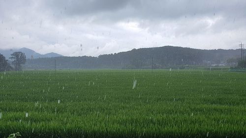 Scenic view of field against sky during rainy season