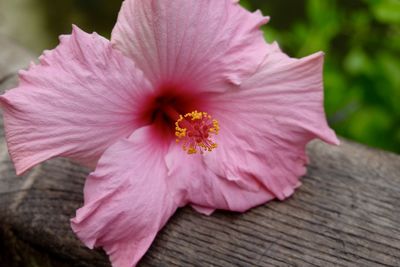 Close-up of pink flowers