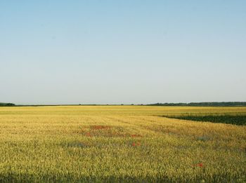 Scenic view of field against clear sky