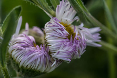 Close-up of purple flowers blooming outdoors